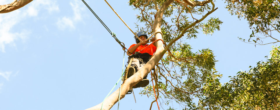 Why You Should Consider Hiring a Qualified Arborist for Tree Removal?