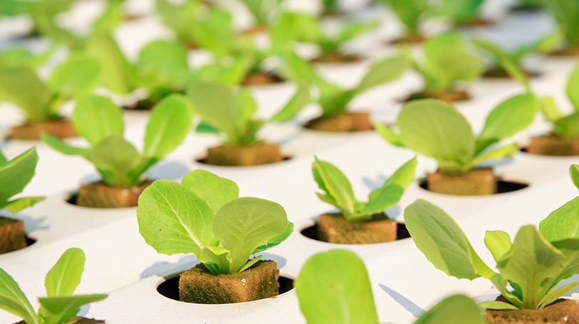 Hydroponics