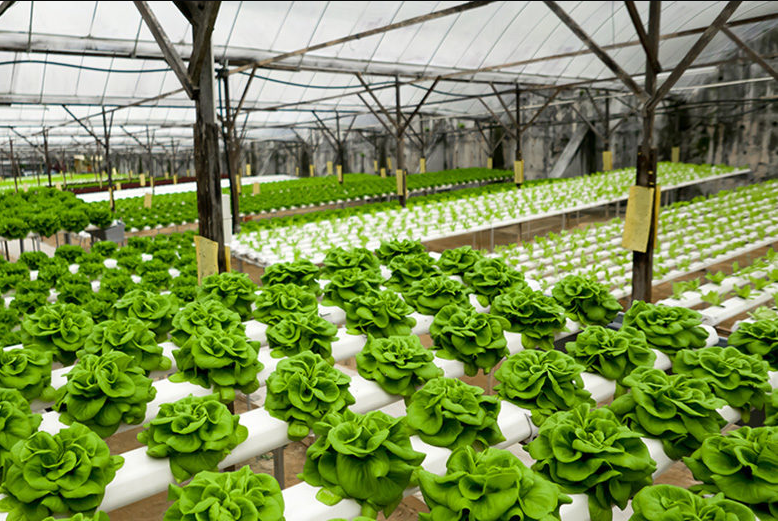 Hydroponics