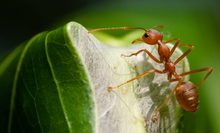 Tips for Ant Control in Tweed Heads
