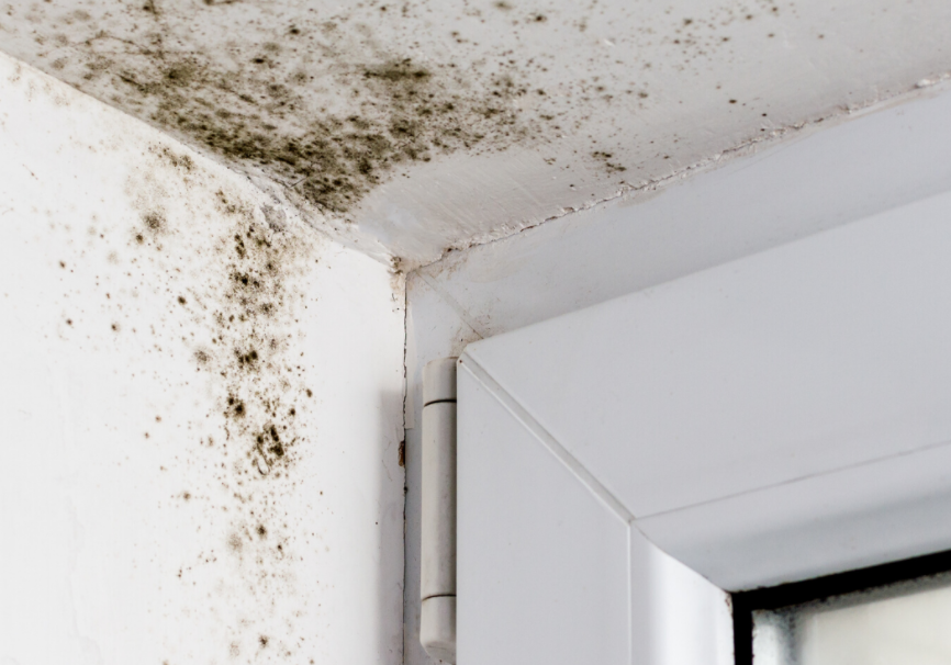 Mould removal Auckland