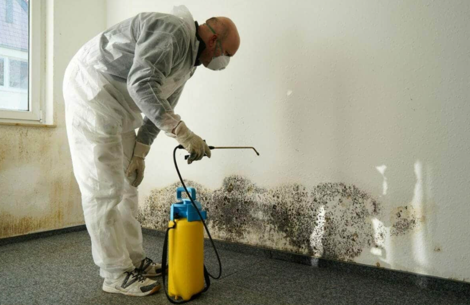 Successful and Efficient Mould Removal in Auckland