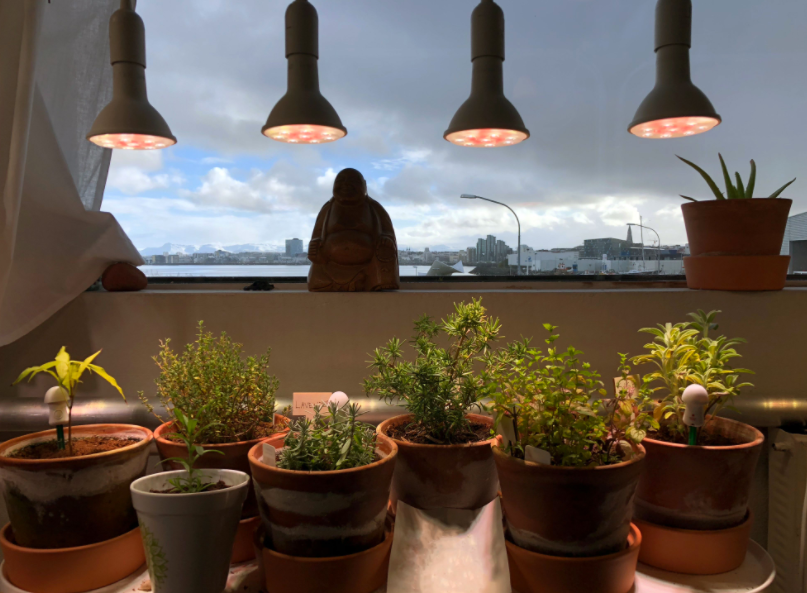 Choose the Right Indoor Grow Light