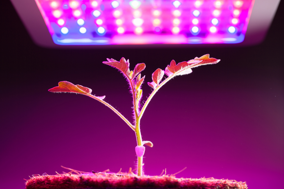 grow light