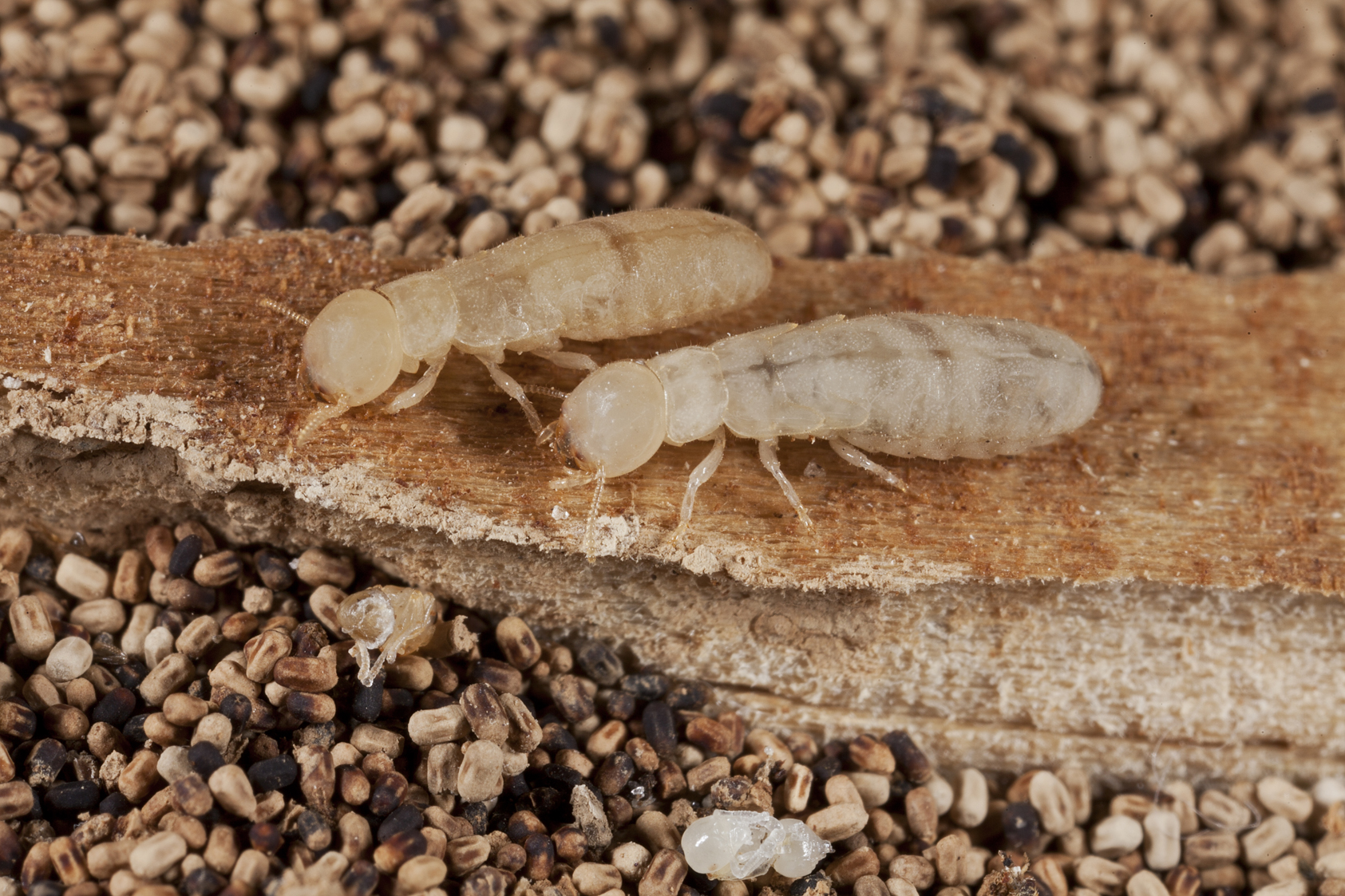 Price For Termite Treatment