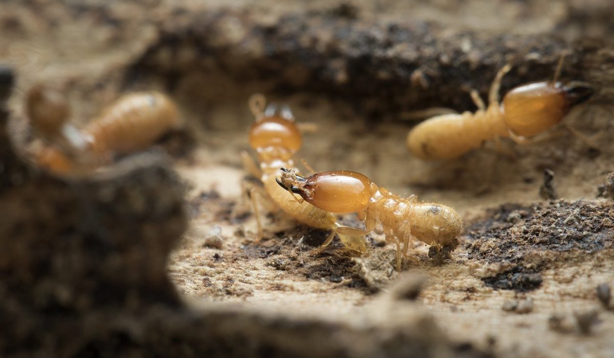 What Price For Complete Termite Treatment Is Suitable