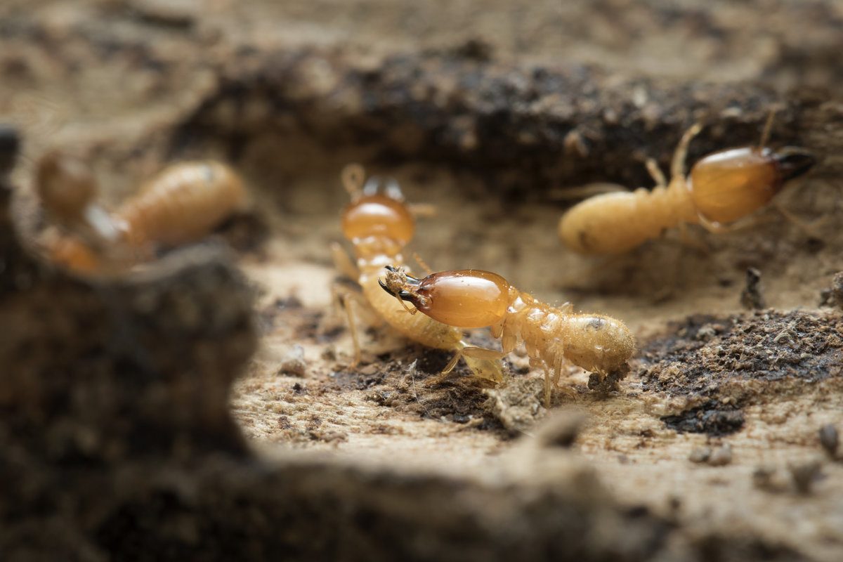 Price For Termite Treatment