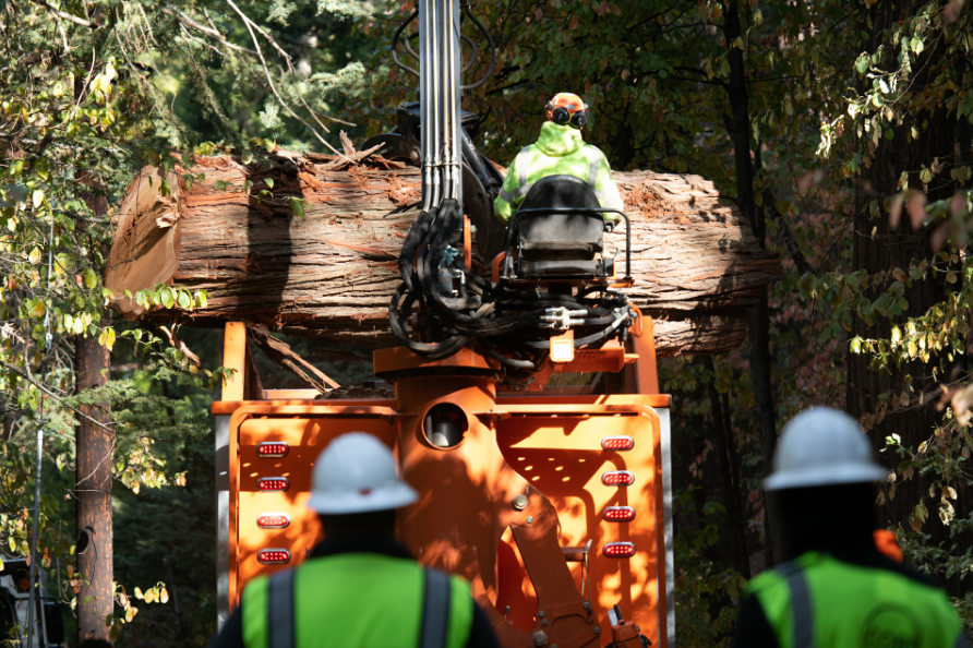 tree removal
