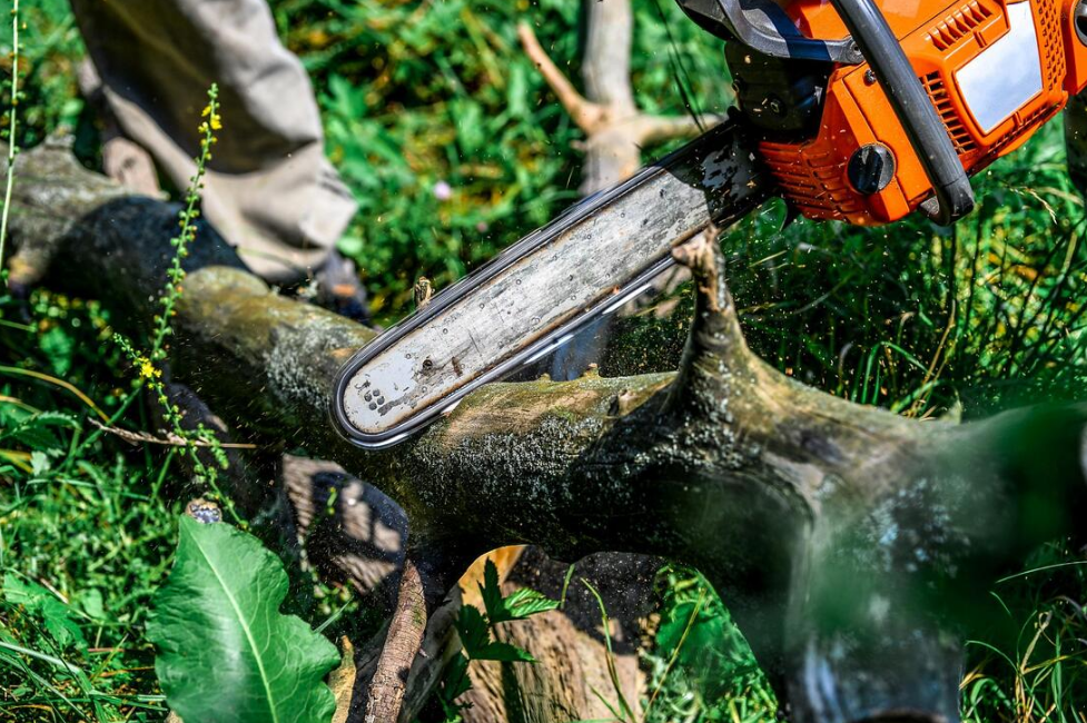 tree removal