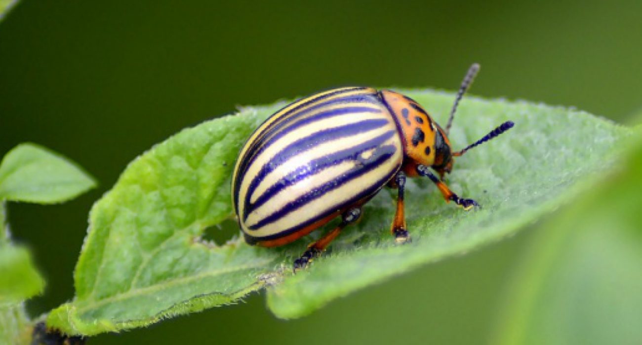 Ways to Save Money for a Pest Management Firm