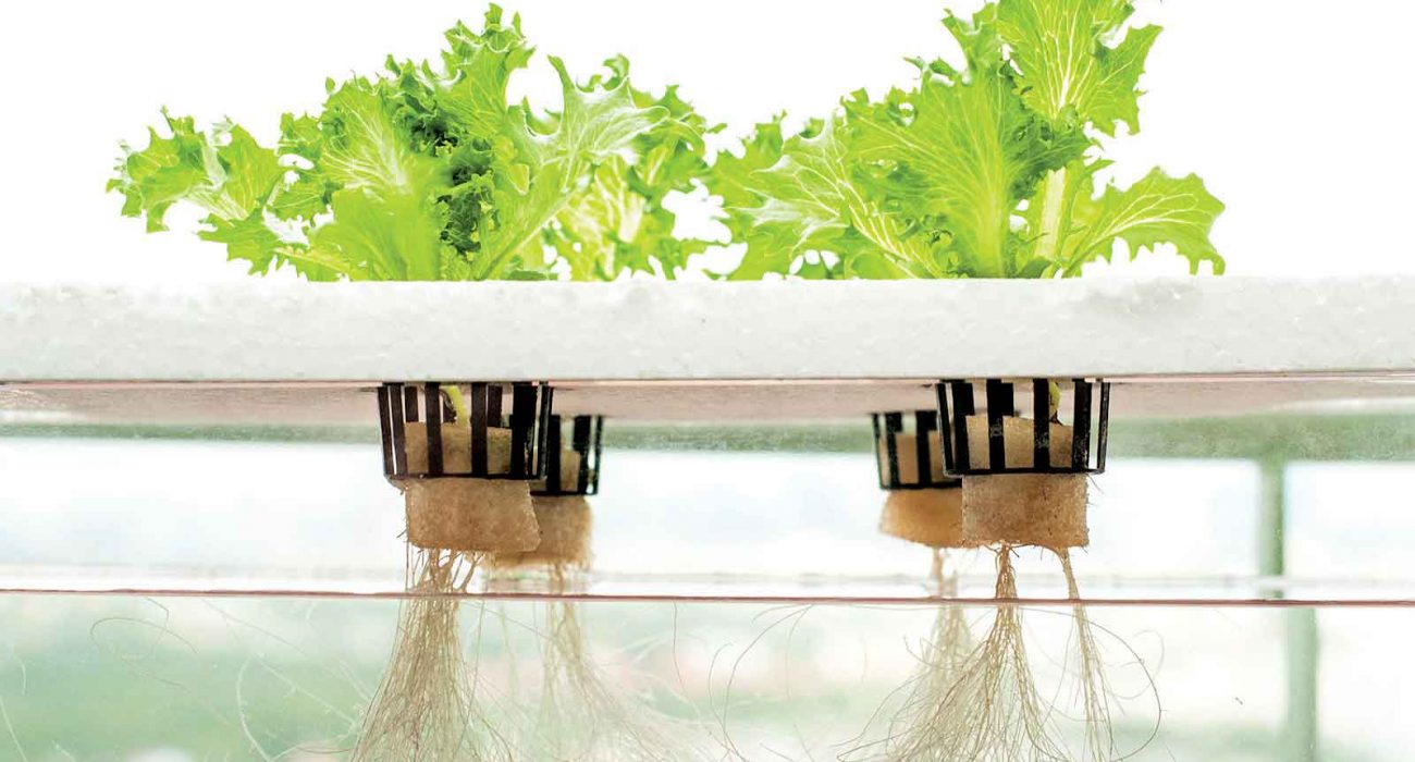 Overview Some Advantages of Hydroponic Gardening