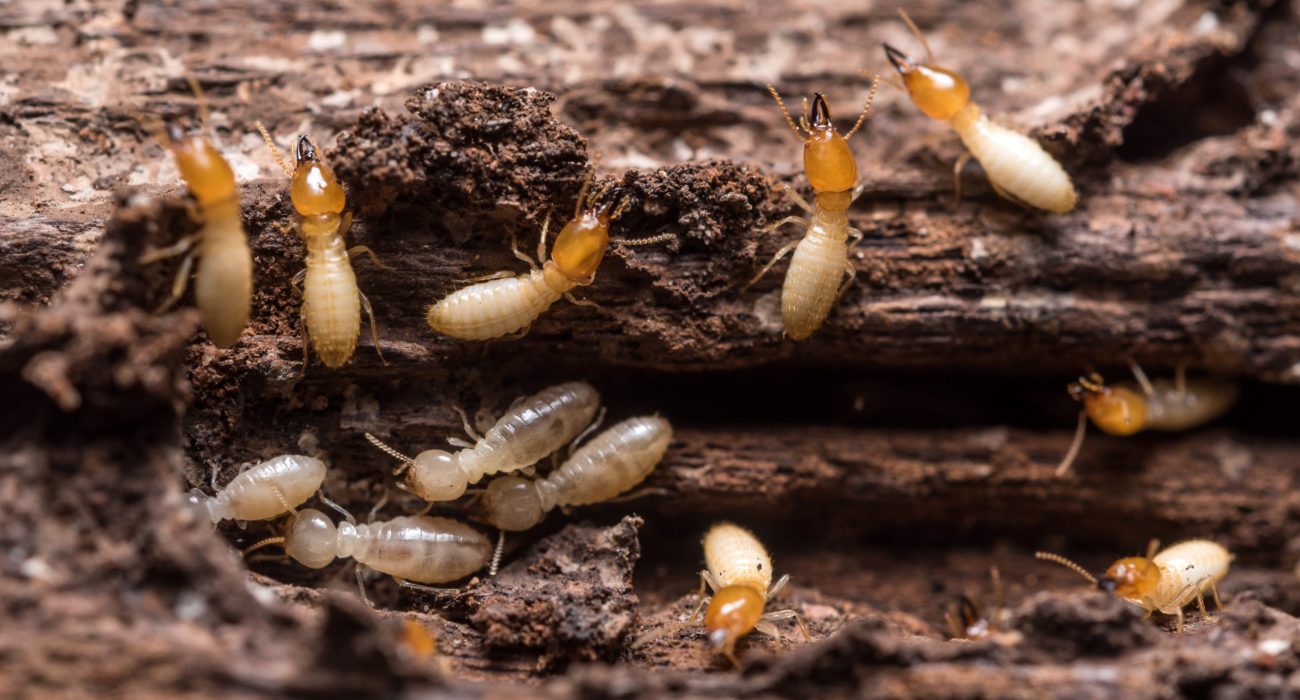 How to Kill Termites Effectively?