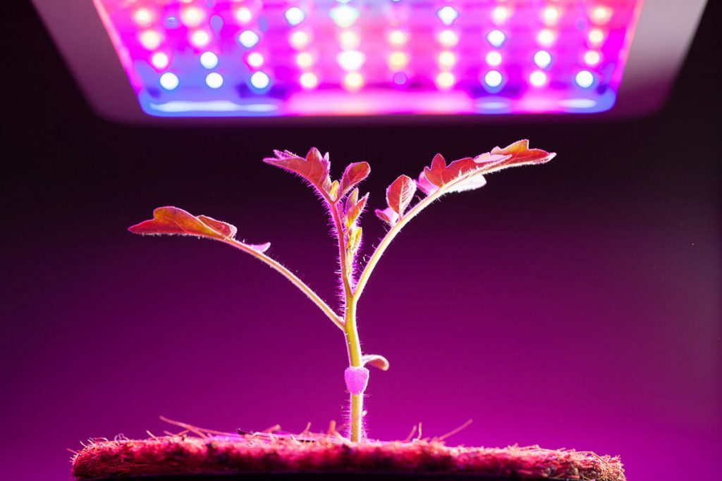 indoor grow lights