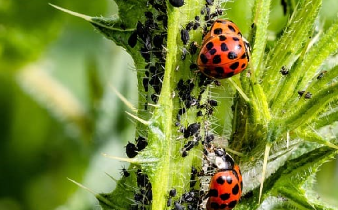 Ways To Use Natural Pest Control In Your Home