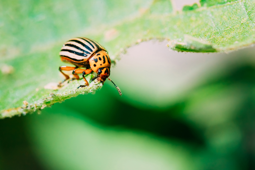 The Importance of Pest Management in Domestic and Commercial Sectors