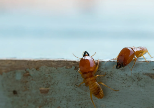 The Benefits of Regular Termite Control Services in Gympie