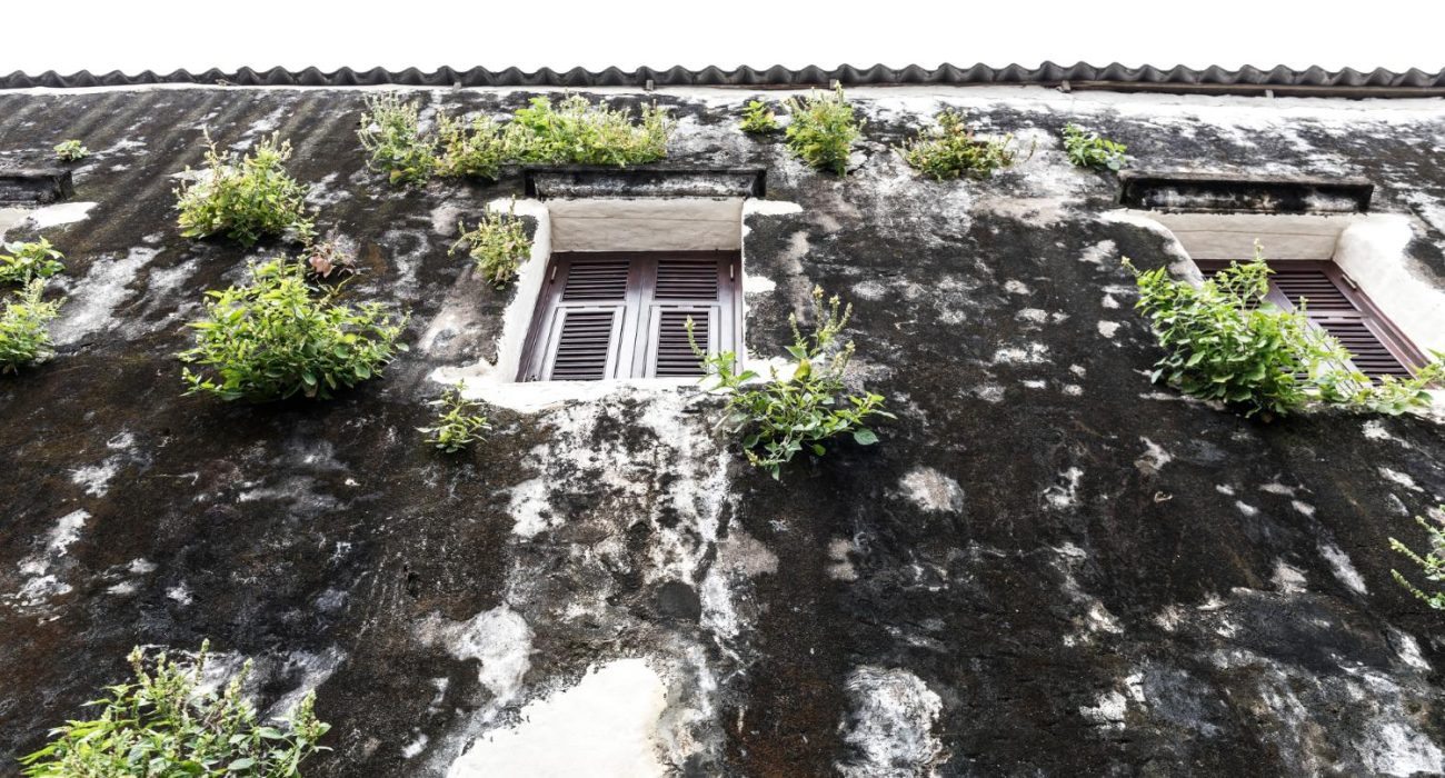 The Importance of Timely Roof Moss Removal Services in Victoria