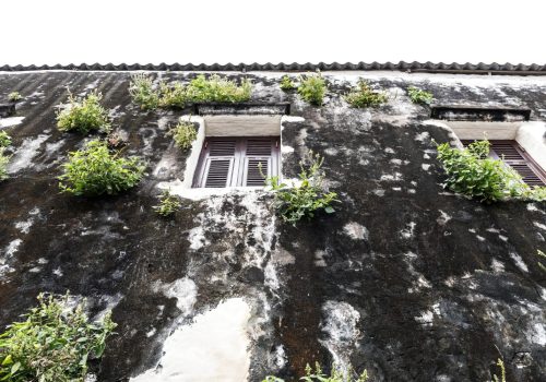 The Importance of Timely Roof Moss Removal Services in Victoria