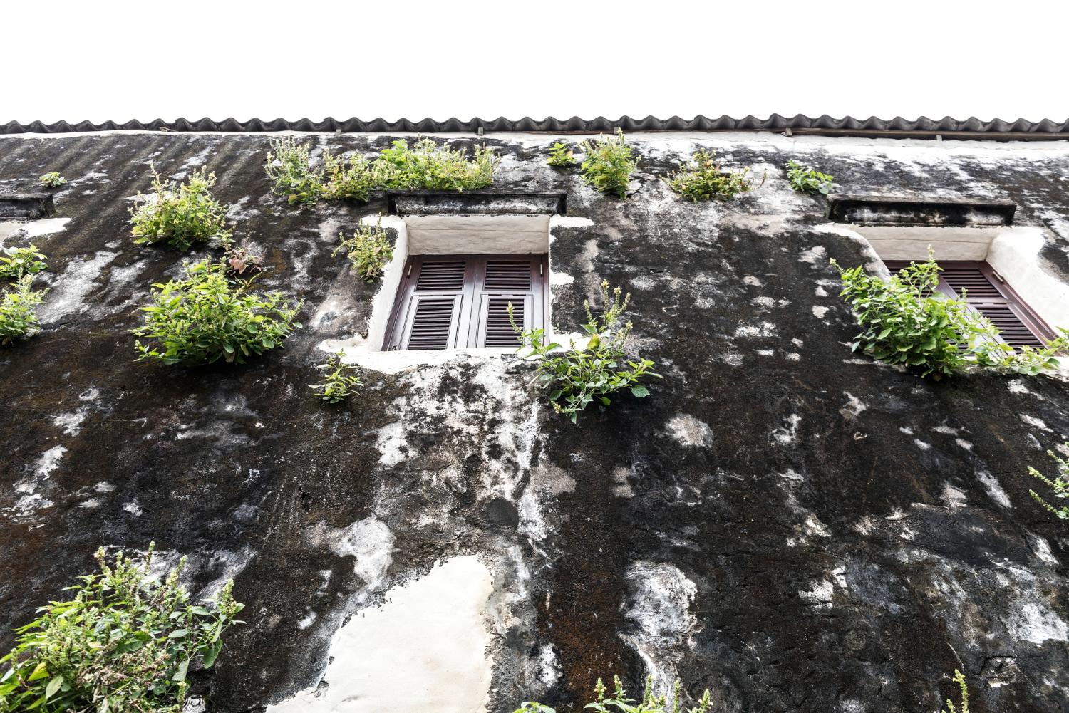 roof moss removal services in Victoria